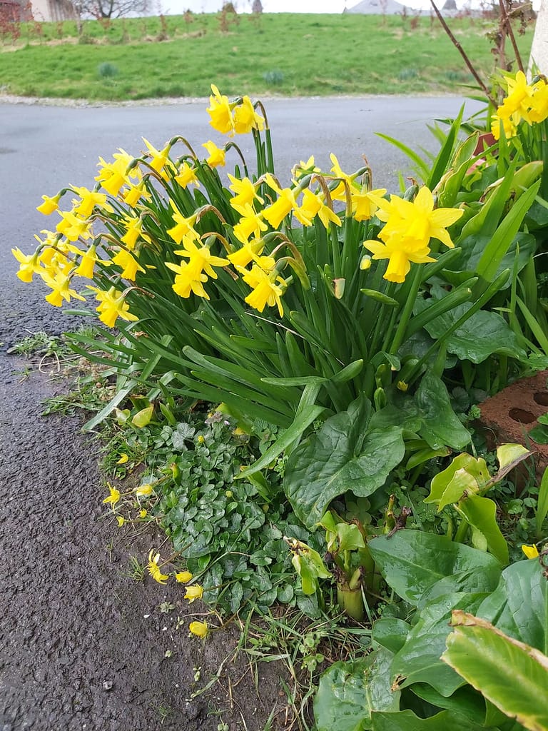 Daffodils and celandines growing at Richmond House, Fermoy
